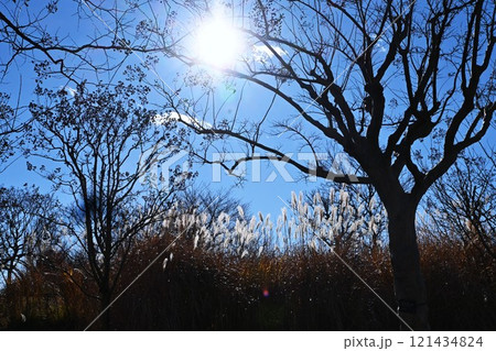 逆光線に光るススキ・日本の晩秋の風物詩 逆光線に光るススキ・日本の晩秋の風物詩 121434824