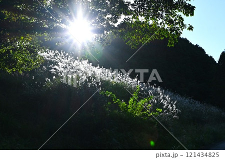 逆光線に光るススキ・日本の晩秋の風物詩 逆光線に光るススキ・日本の晩秋の風物詩 121434825