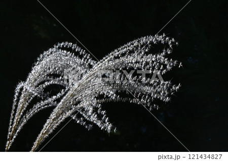 逆光線に光るススキ・日本の晩秋の風物詩 逆光線に光るススキ・日本の晩秋の風物詩 121434827