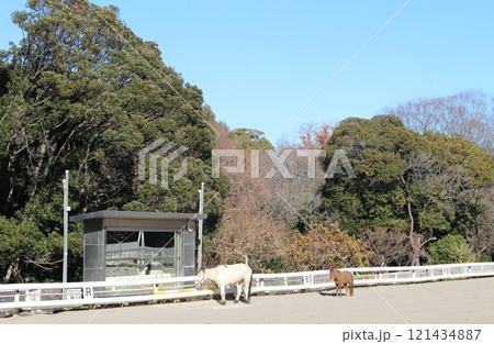 根岸森林公園 ポニーセンター 根岸競馬場跡 横浜市 神奈川県 根岸森林公園 ポニーセンター 根岸競馬場跡 横浜市 神奈川県 121434887