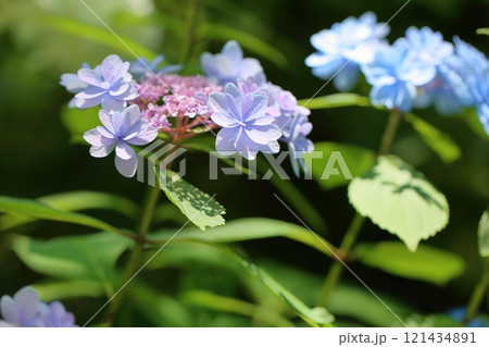 綺麗　アジサイの花　佳澄 121434891