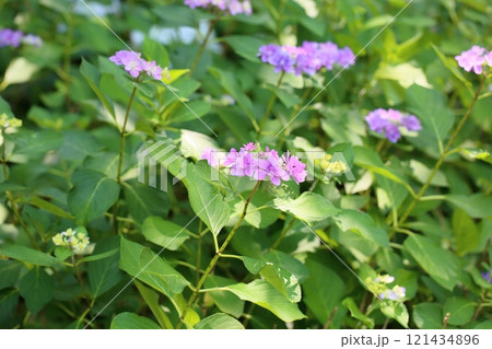 可愛い　アジサイの花　 121434896