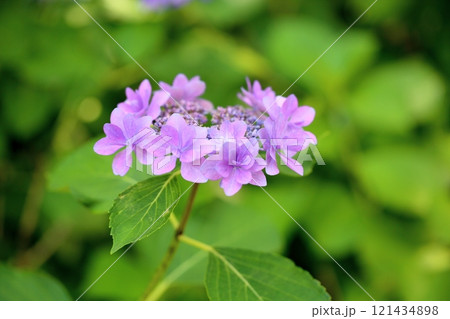 可愛い アジサイの花 可愛い アジサイの花 121434898