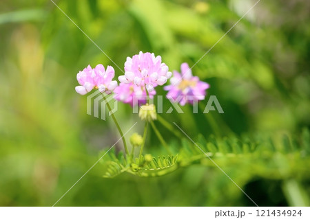 可愛い　タマザキクサフジの花 121434924