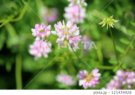 可愛い　タマザキクサフジの花 121434926
