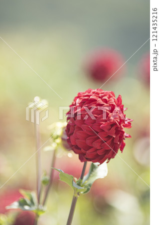 花畑の赤いダリア 花畑の赤いダリア 121435216