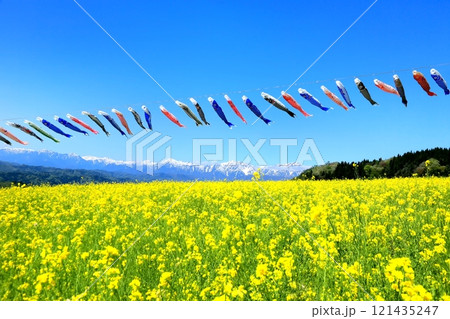 菜の花畑と北アルプスに鯉のぼり 菜の花畑と北アルプスに鯉のぼり 121435247