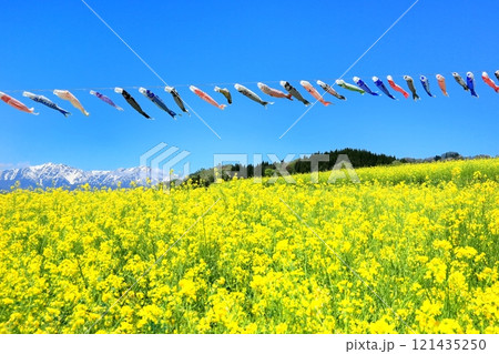 菜の花畑と北アルプスに鯉のぼり 121435250
