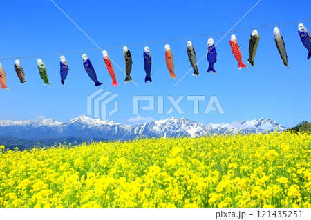 菜の花畑と北アルプスに鯉のぼり 121435251