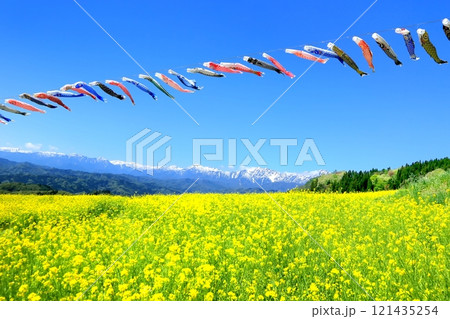 菜の花畑と北アルプスに鯉のぼり 121435254