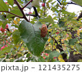 せみ 121435275