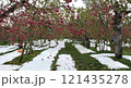 リンゴ畑 121435278