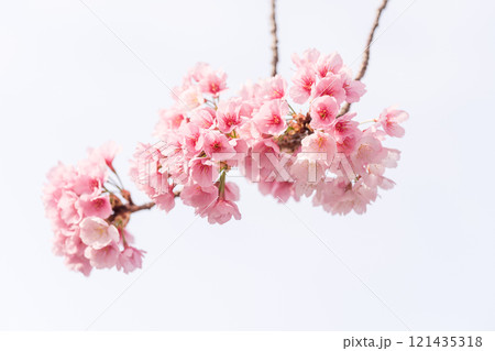 早咲きの桜　安行桜 121435318