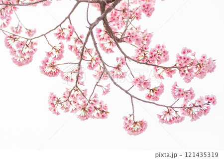 早咲きの桜　安行桜 121435319