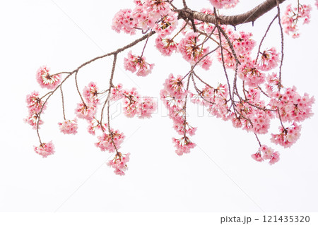 早咲きの桜　安行桜 121435320