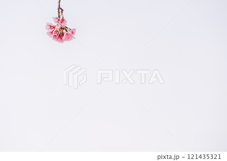 早咲きの桜 安行桜 早咲きの桜 安行桜 121435321