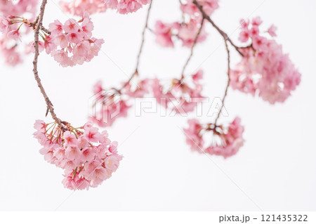 早咲きの桜 安行桜 早咲きの桜 安行桜 121435322