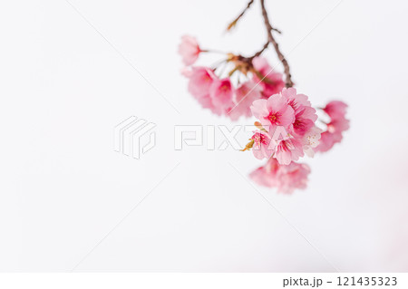 早咲きの桜　安行桜 121435323