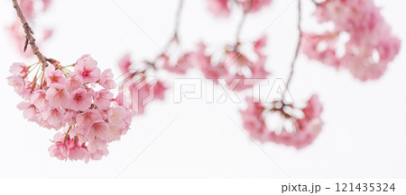 早咲きの桜 安行桜 早咲きの桜 安行桜 121435324