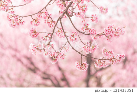背景が美しい満開の安行桜 背景が美しい満開の安行桜 121435351