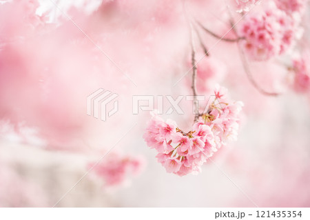 背景が美しい満開の安行桜 121435354