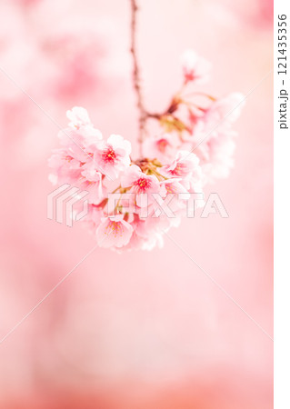 背景が美しい満開の安行桜 背景が美しい満開の安行桜 121435356