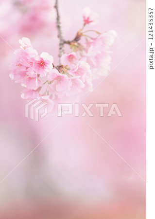 背景が美しい満開の安行桜 121435357