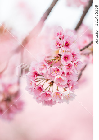 背景が美しい満開の安行桜 121435359