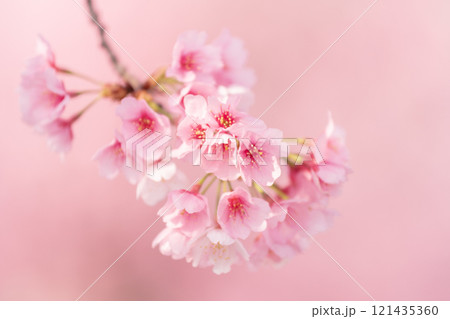 背景が美しい満開の安行桜 背景が美しい満開の安行桜 121435360