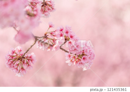 背景が美しい満開の安行桜 背景が美しい満開の安行桜 121435361
