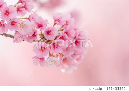 背景が美しい満開の安行桜 121435362