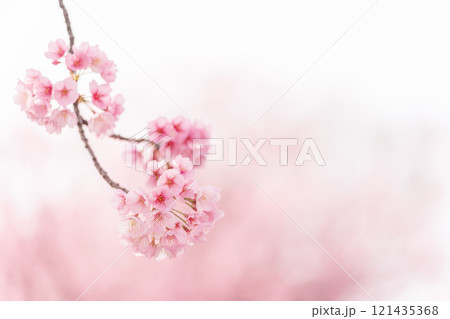 背景が美しい満開の安行桜 121435368