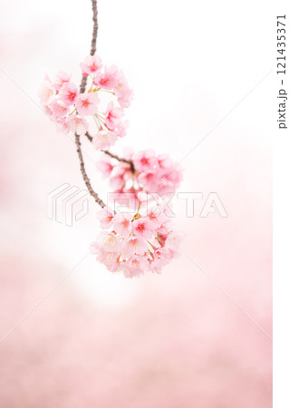 背景が美しい満開の安行桜 121435371