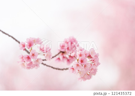 背景が美しい満開の安行桜 背景が美しい満開の安行桜 121435372