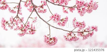 背景が美しい満開の安行桜 121435376