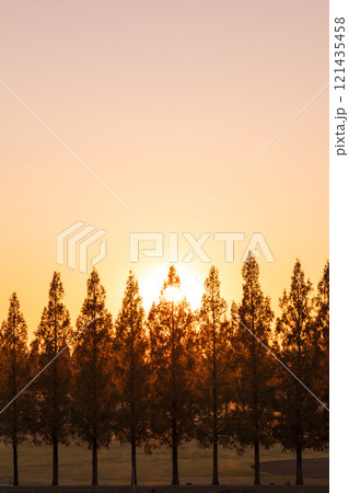 「埼玉県」美しいメタセコイア並木と夕日 121435458