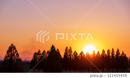 「埼玉県」美しいメタセコイア並木と夕日 「埼玉県」美しいメタセコイア並木と夕日 121435459