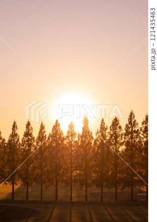 「埼玉県」美しいメタセコイア並木と夕日 121435463