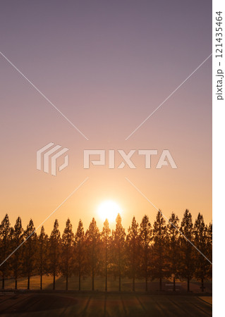 「埼玉県」美しいメタセコイア並木と夕日 121435464