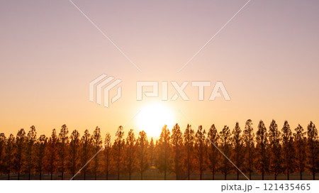 「埼玉県」美しいメタセコイア並木と夕日 「埼玉県」美しいメタセコイア並木と夕日 121435465