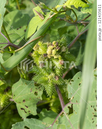 大和川河川敷のオナモミ 121435611