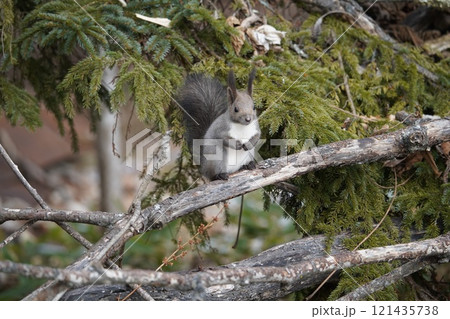 初冬の森のエゾリス 121435738