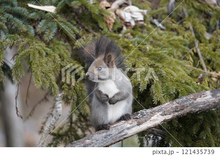 初冬の森のエゾリス 121435739