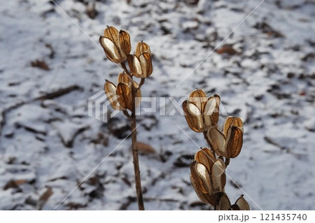 冬の森のウバユリ 121435740