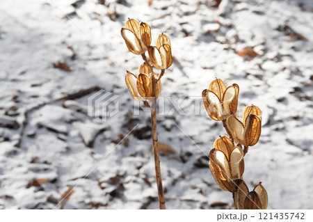 初冬の森のウバユリ 121435742