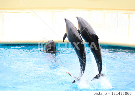 イルカ 121435866