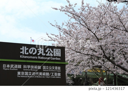 桜咲く春の北の丸公園：東京都千代田区 121436317