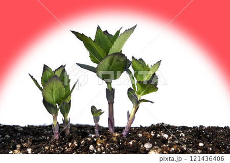 地球温暖化 イメージ（ fix撮影 ） 121436406