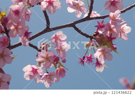 青空に映える満開の桜 121436622