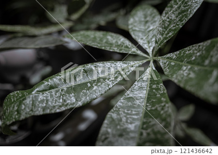 パキラミルキーウェイの接写 パキラミルキーウェイの接写 121436642